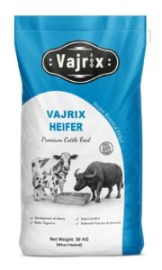 Vajrix Heifer