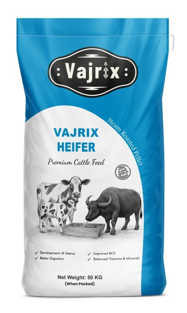 Vajrix Heifer